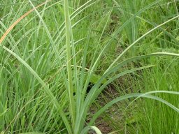 Kniphofia angustifolia leaves